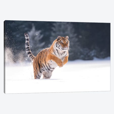 Siberian Tiger Running In The Snow I Canvas Print #DDJ17} by Dick van Duijn Canvas Wall Art