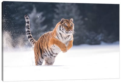 Siberian Tiger Running In The Snow I Canvas Art Print - Dick van Duijn