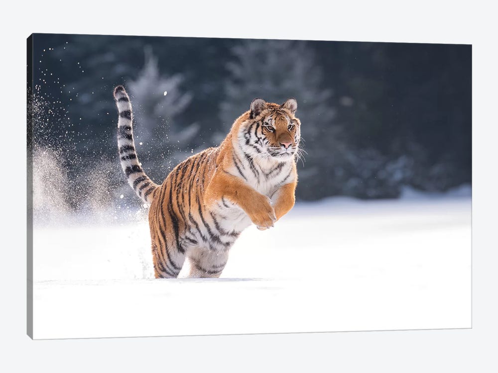Siberian Tiger Running In The Snow I by Dick van Duijn 1-piece Art Print