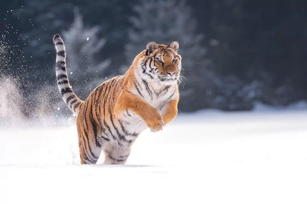 Dick van Duijn: Siberian Tiger Running In The Snow I by Dick van Duijn