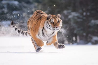 Siberian Tiger Running In The Snow II by Dick van Duijn acrylic art print