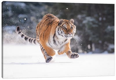 Siberian Tiger Running In The Snow II Canvas Art Print - Dick van Duijn