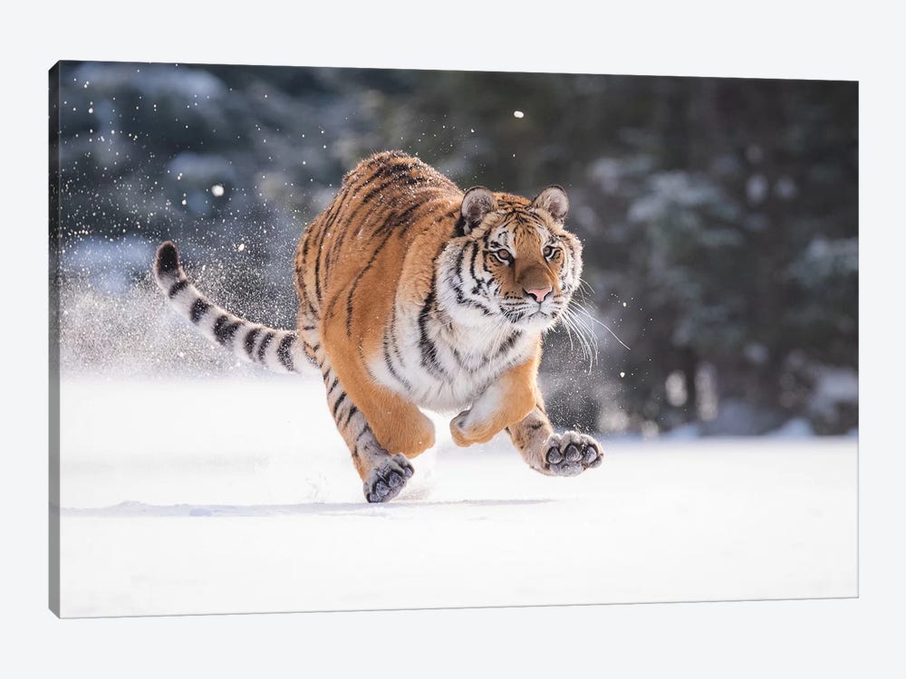 Siberian Tiger Running In The Snow II by Dick van Duijn 1-piece Canvas Artwork