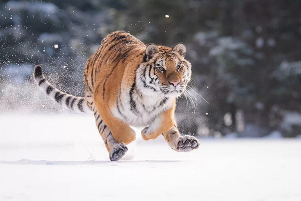 Dick van Duijn: Siberian Tiger Running In The Snow II by Dick van Duijn