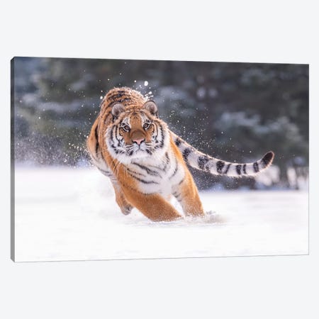 Siberian Tiger Running In The Snow III Canvas Print #DDJ19} by Dick van Duijn Canvas Art Print