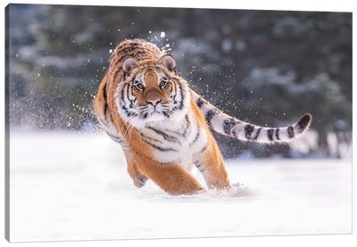 Siberian Tiger Running In The Snow III Canvas Art Print - Dick van Duijn