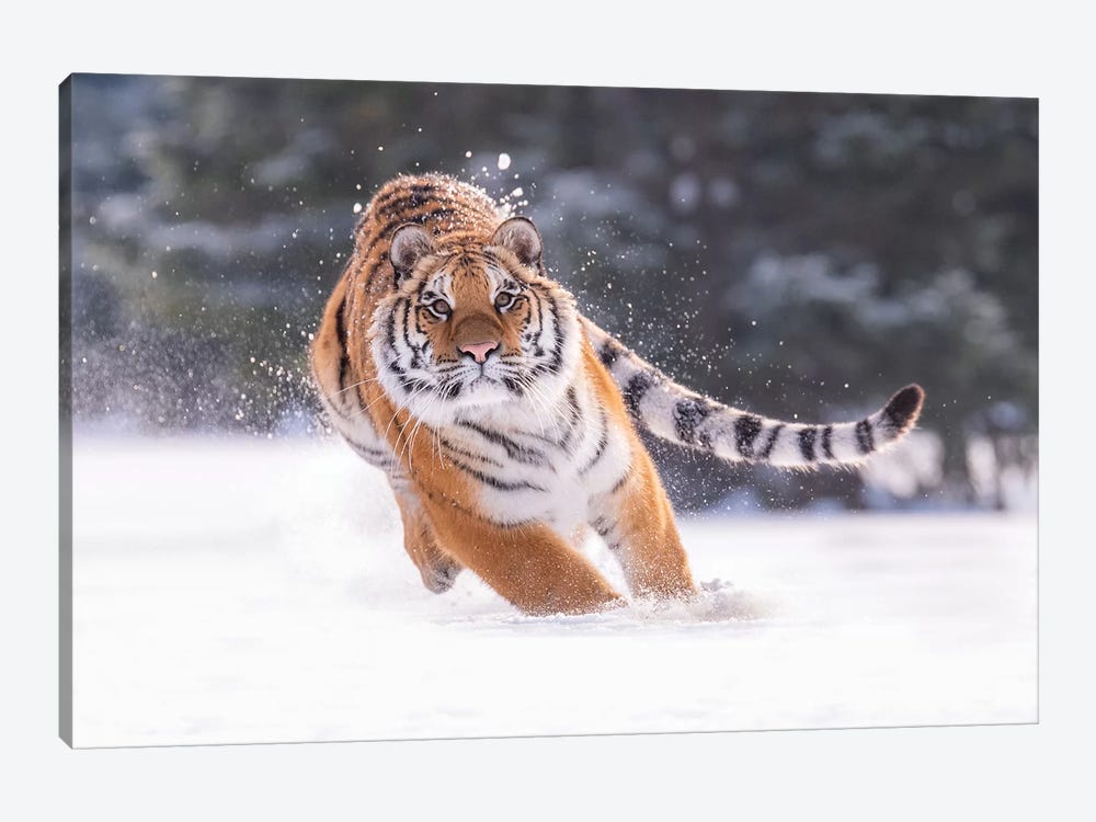 Siberian Tiger Running In The Snow III by Dick van Duijn 1-piece Art Print