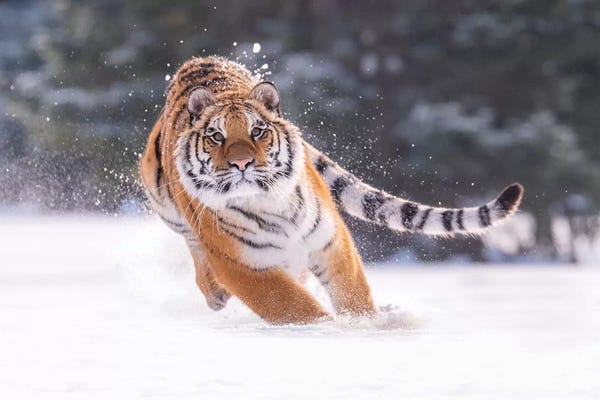 Dick van Duijn: Siberian Tiger Running In The Snow III by Dick van Duijn
