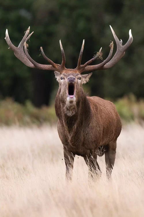 A Bellowing Red Deer 