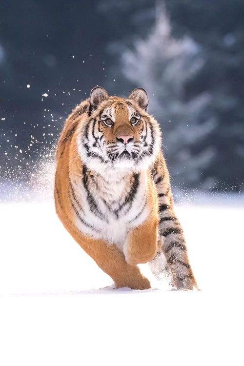 Siberian Tiger Running In The Snow IV