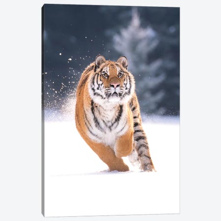 Siberian Tiger Running In The Snow IV Canvas Print #DDJ20} by Dick van Duijn Canvas Wall Art