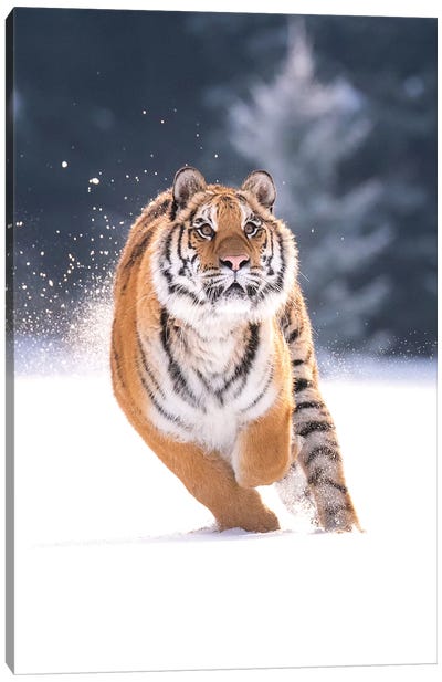 Siberian Tiger Running In The Snow IV Canvas Art Print - Dick van Duijn