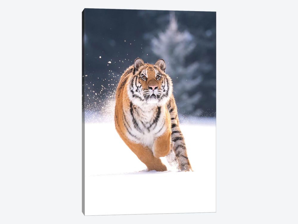 Siberian Tiger Running In The Snow IV by Dick van Duijn 1-piece Canvas Print
