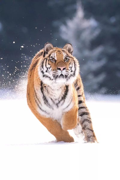 Dick van Duijn: Siberian Tiger Running In The Snow IV by Dick van Duijn
