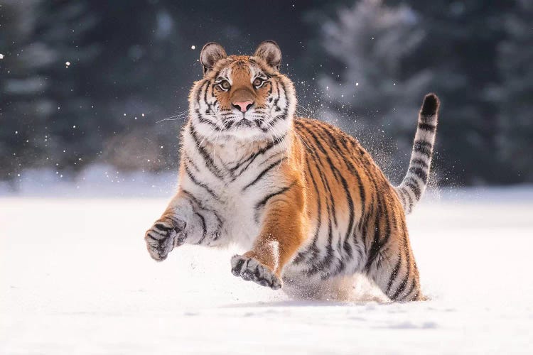 Siberian Tiger Running In The Snow V