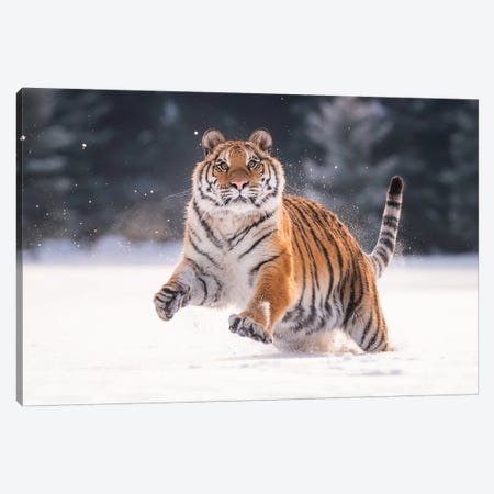 Siberian Tiger Running In The Snow V Canvas Print #DDJ21} by Dick van Duijn Canvas Wall Art