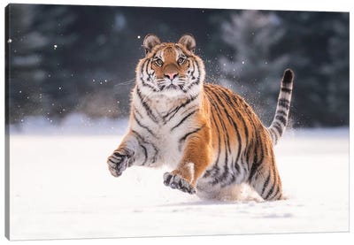 Siberian Tiger Running In The Snow V Canvas Art Print - Tiger Art