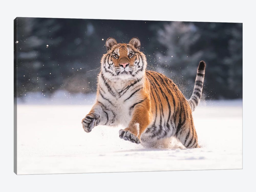 Siberian Tiger Running In The Snow V by Dick van Duijn 1-piece Canvas Artwork