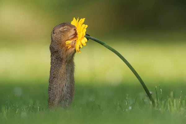 Dandelions: Smells Like Summer  by Dick van Duijn