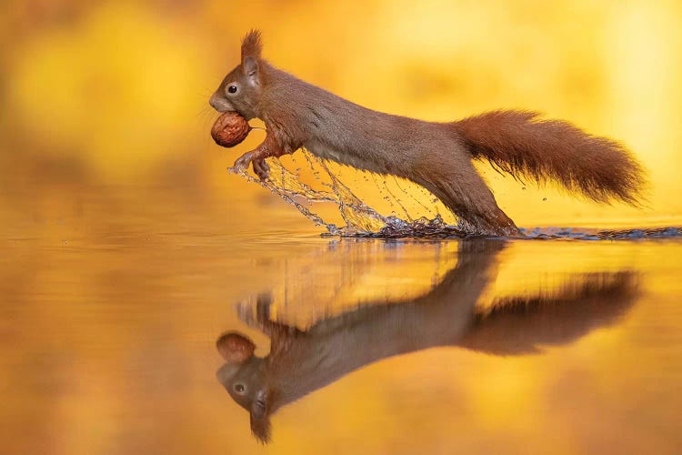 The Jump by Dick van Duijn wall art