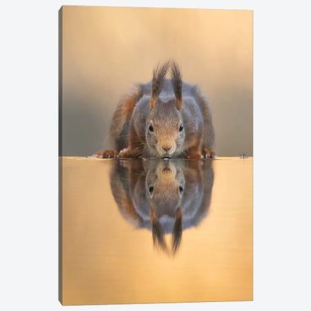 Thirsty Red Squirrel Canvas Print #DDJ25} by Dick van Duijn Canvas Art Print