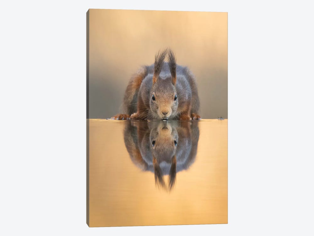 Thirsty Red Squirrel by Dick van Duijn 1-piece Canvas Artwork