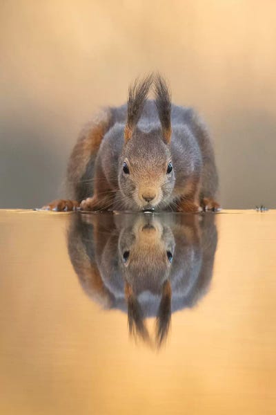 Dick van Duijn: Thirsty Red Squirrel by Dick van Duijn