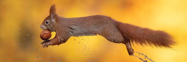 Dick van Duijn: Water Ballet  by Dick van Duijn