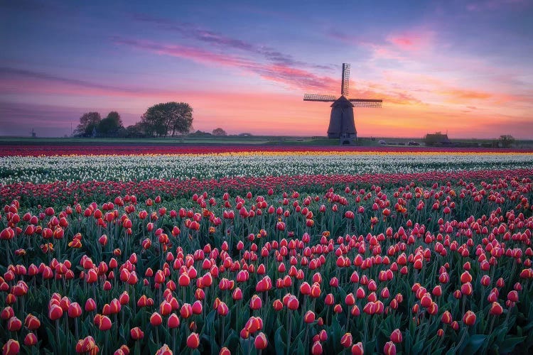 Windmill & Tulips  by Dick van Duijn wall art