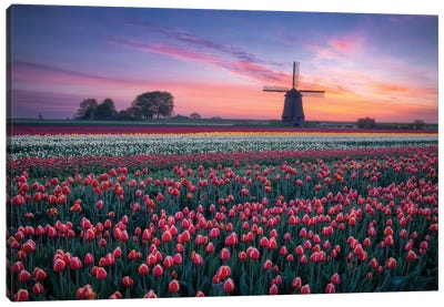Windmill & Tulips  Canvas Art Print - Watermill & Windmill Art