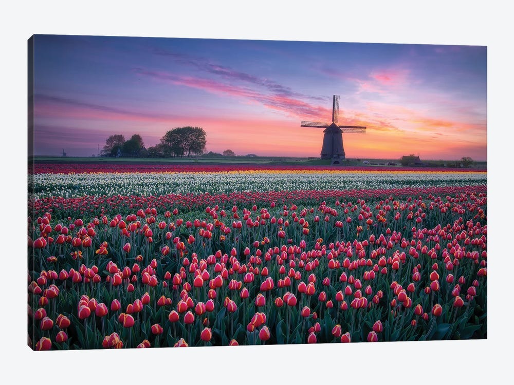Windmill & Tulips  by Dick van Duijn 1-piece Canvas Wall Art