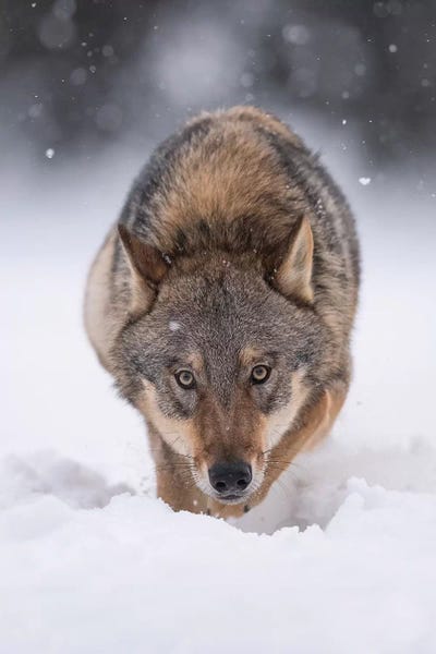 Wolf Hunting In The Snow by Dick van Duijn canvas print