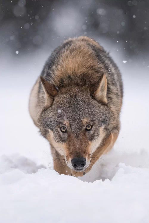 Wolf Hunting In The Snow