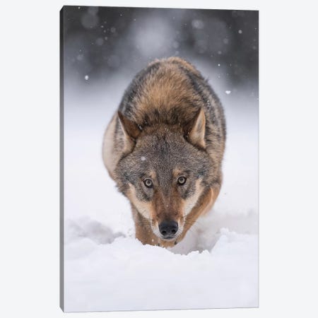 Wolf Hunting In The Snow Canvas Print #DDJ28} by Dick van Duijn Canvas Artwork