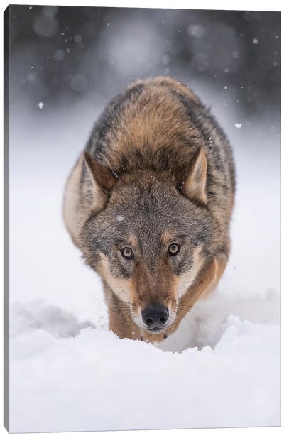 Wolf Hunting In The Snow Canvas Art Print - Wolf Art