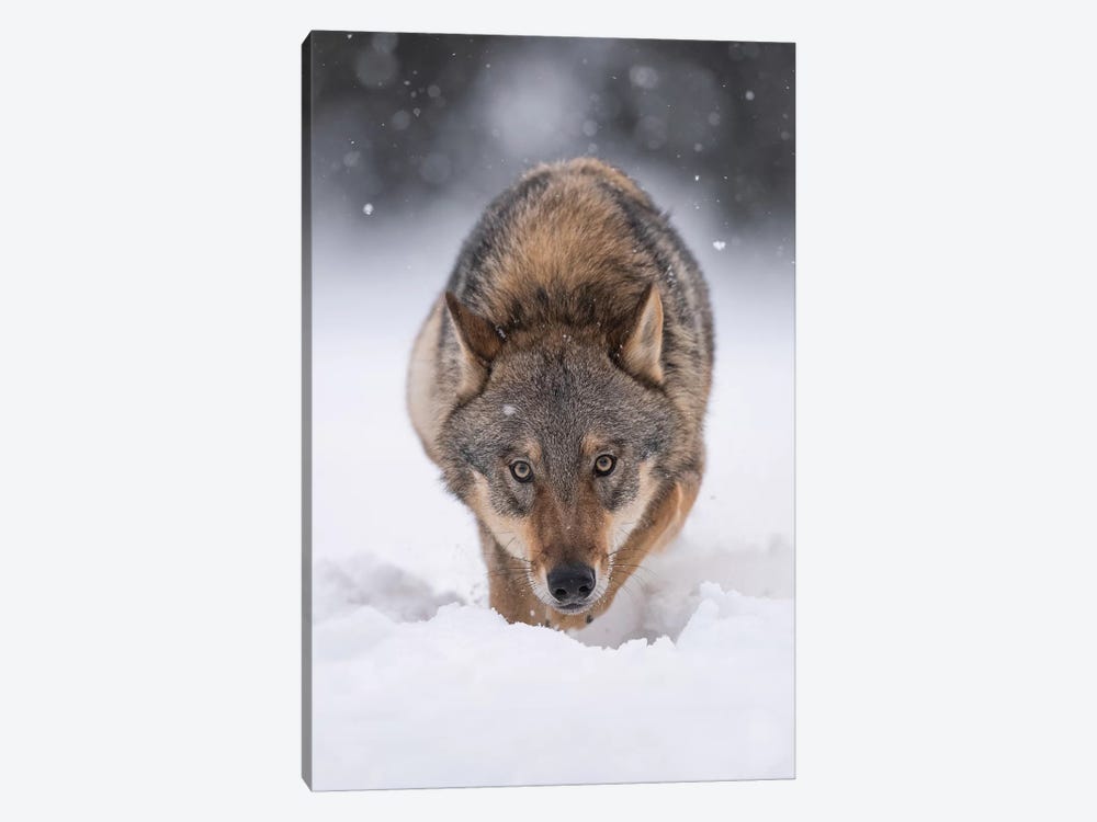 Wolf Hunting In The Snow Art Print by Dick van Duijn | iCanvas
