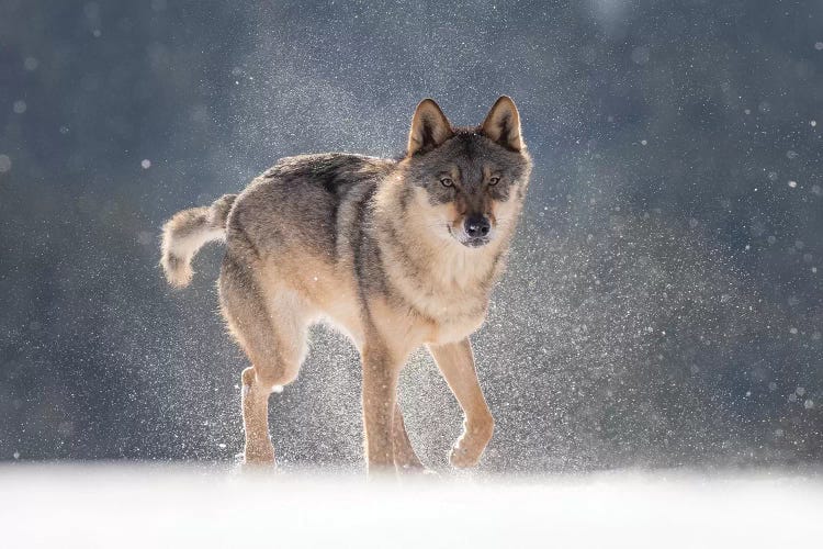 Wolf In Snow I