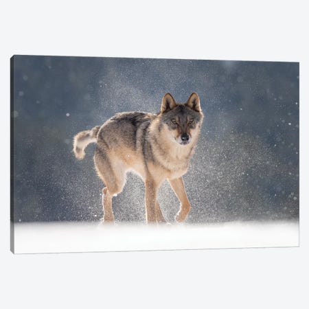 Wolf In Snow I Canvas Print #DDJ29} by Dick van Duijn Canvas Art