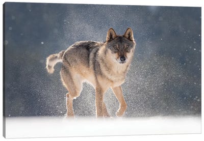 Wolf In Snow I Canvas Art Print - Dick van Duijn