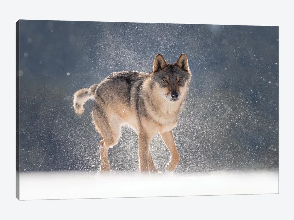 Wolf In Snow I by Dick van Duijn 1-piece Canvas Art