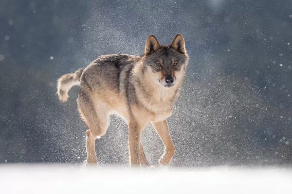 Dick van Duijn: Wolf In Snow I by Dick van Duijn