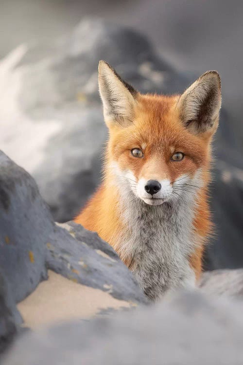 A Red Fox Between The Rocks