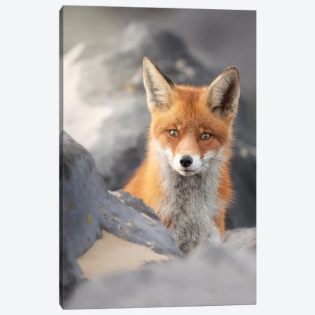A Red Fox Between The Rocks Canvas Print #DDJ2} by Dick van Duijn Canvas Wall Art