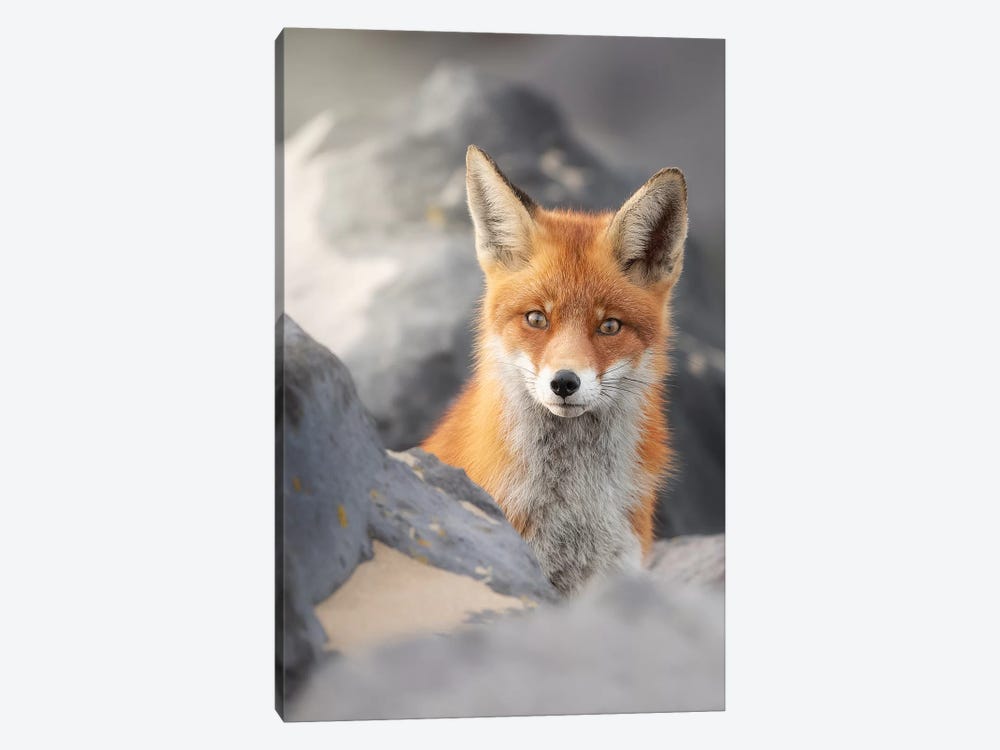 A Red Fox Between The Rocks by Dick van Duijn 1-piece Canvas Wall Art
