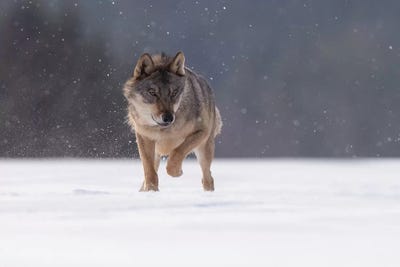 Wolf In Snow II by Dick van Duijn canvas print
