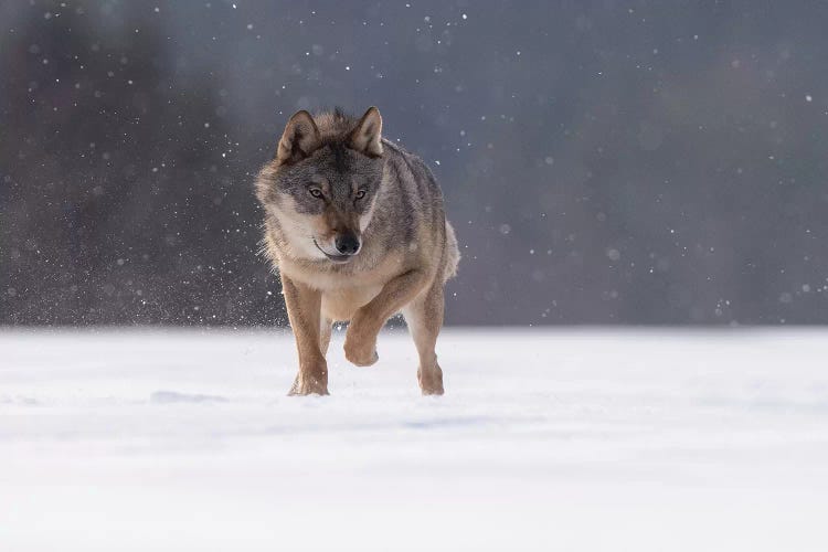 Wolf In Snow II