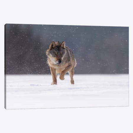 Wolf In Snow II Canvas Print #DDJ30} by Dick van Duijn Art Print
