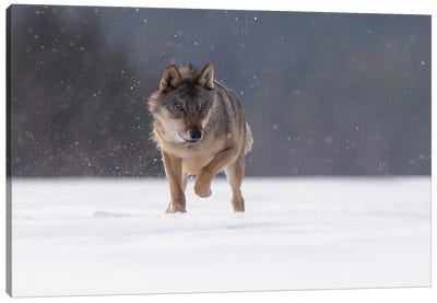 Wolf In Snow II Canvas Art Print - Dick van Duijn
