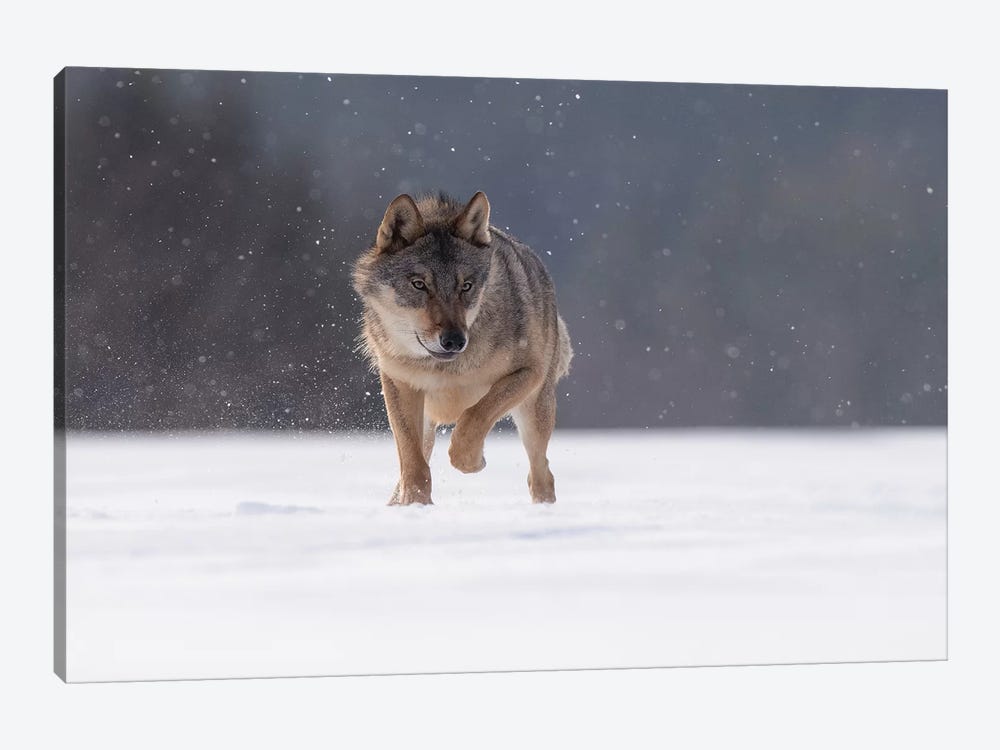 Wolf In Snow II by Dick van Duijn 1-piece Canvas Art