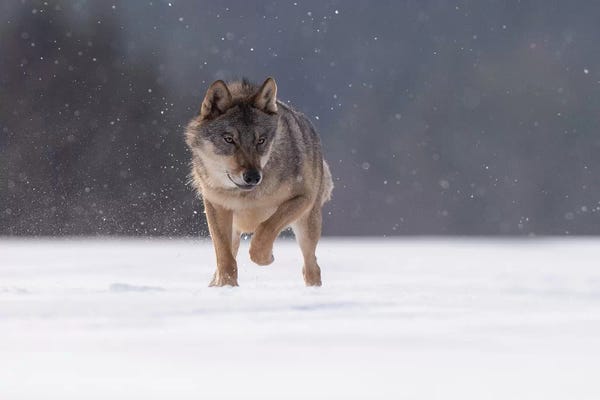 Dick van Duijn: Wolf In Snow II by Dick van Duijn